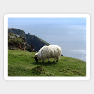 Ram Grazing on Slieve League, Ireland Sticker